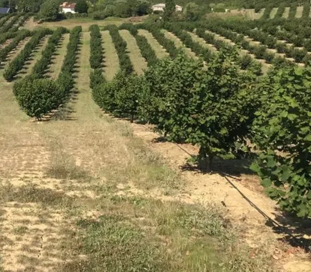 Rangs de noisetiers irrigués au goutte-à-goutte, Ferme Martinet.