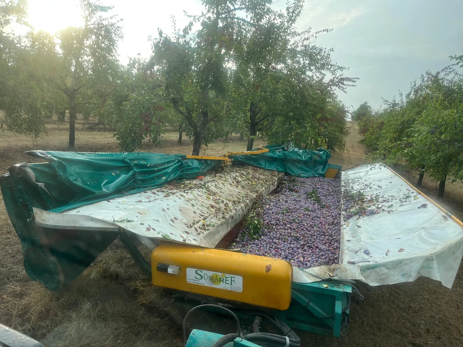 Équipement de récolte rempli de fruits frais destinés aux Pruneaux d’Agen dans le verger.