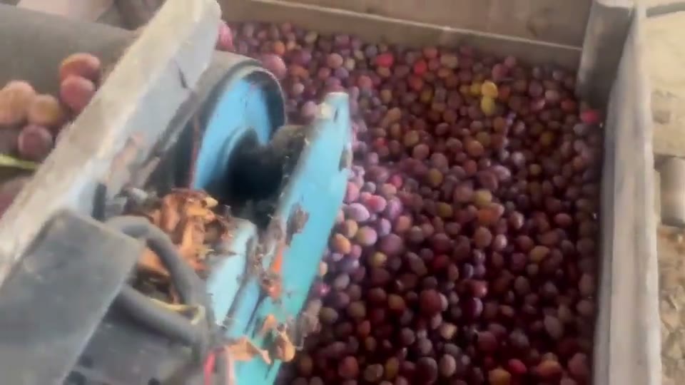 Vidéo de fruits frais destinés aux Pruneaux d’Agen circulant dans l’équipement de récolte.