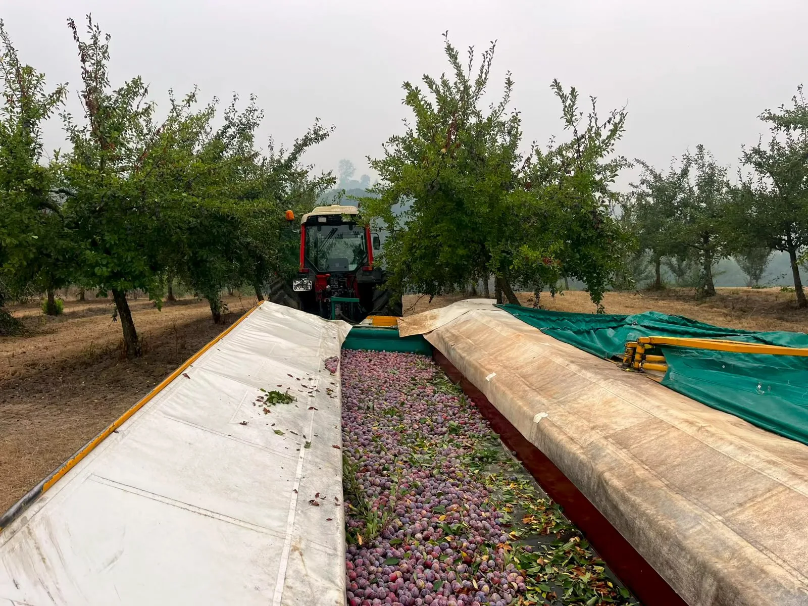 Fruits frais destinés aux Pruneaux d’Agen regroupés dans une machine de récolte au milieu du verger.