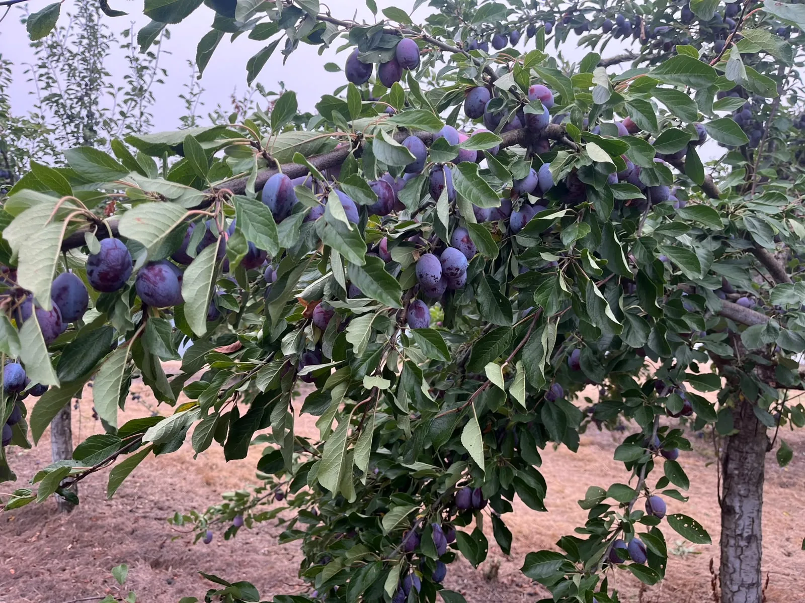 Gros plan sur des fruits mûrs destinés aux Pruneaux d’Agen, encore attachés aux branches.