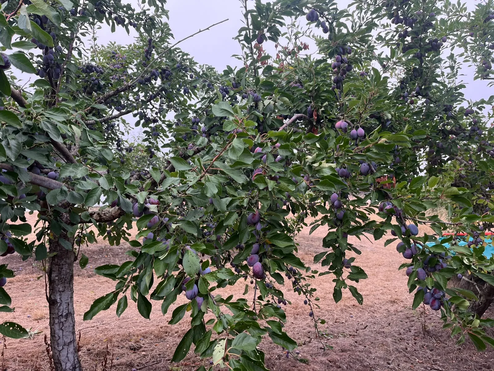 Arbre portant de nombreux fruits mûrs destinés aux Pruneaux d’Agen dans le verger de Casseneuil.