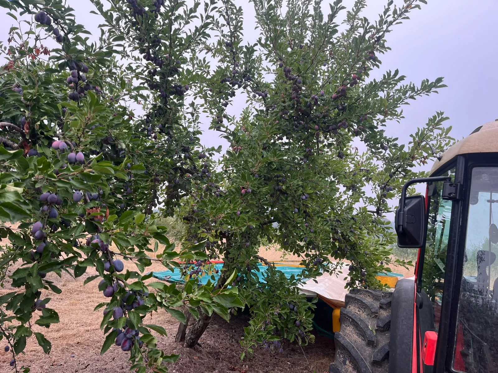 Arbre chargé de fruits destinés aux Pruneaux d’Agen devant le tracteur et l’équipement de récolte.