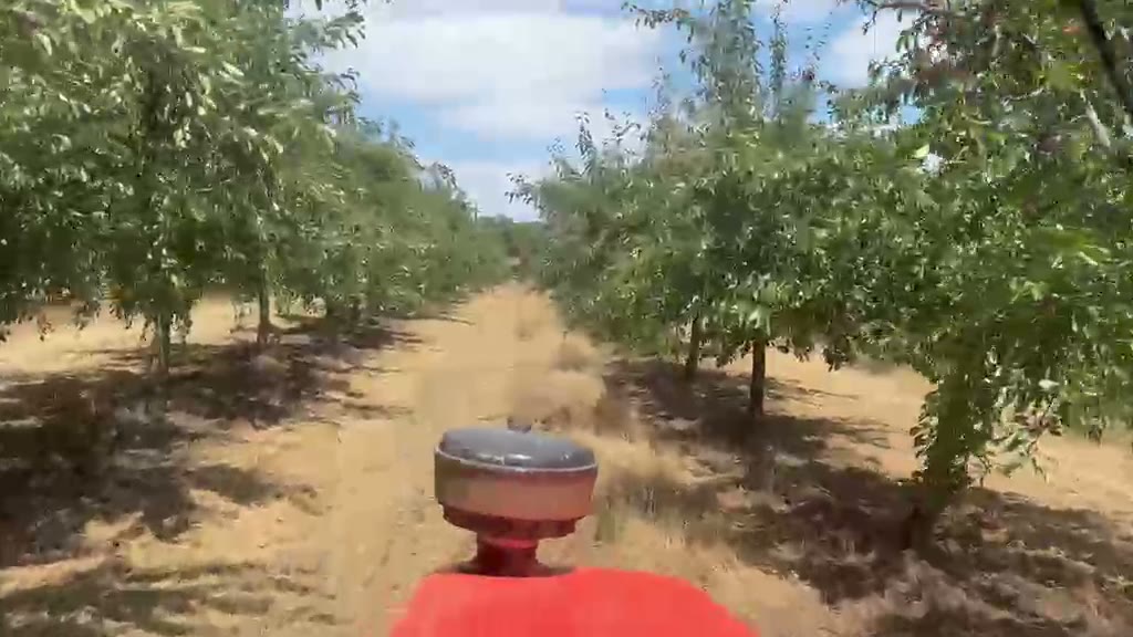 Traversée des rangs du verger destiné aux Pruneaux d’Agen
