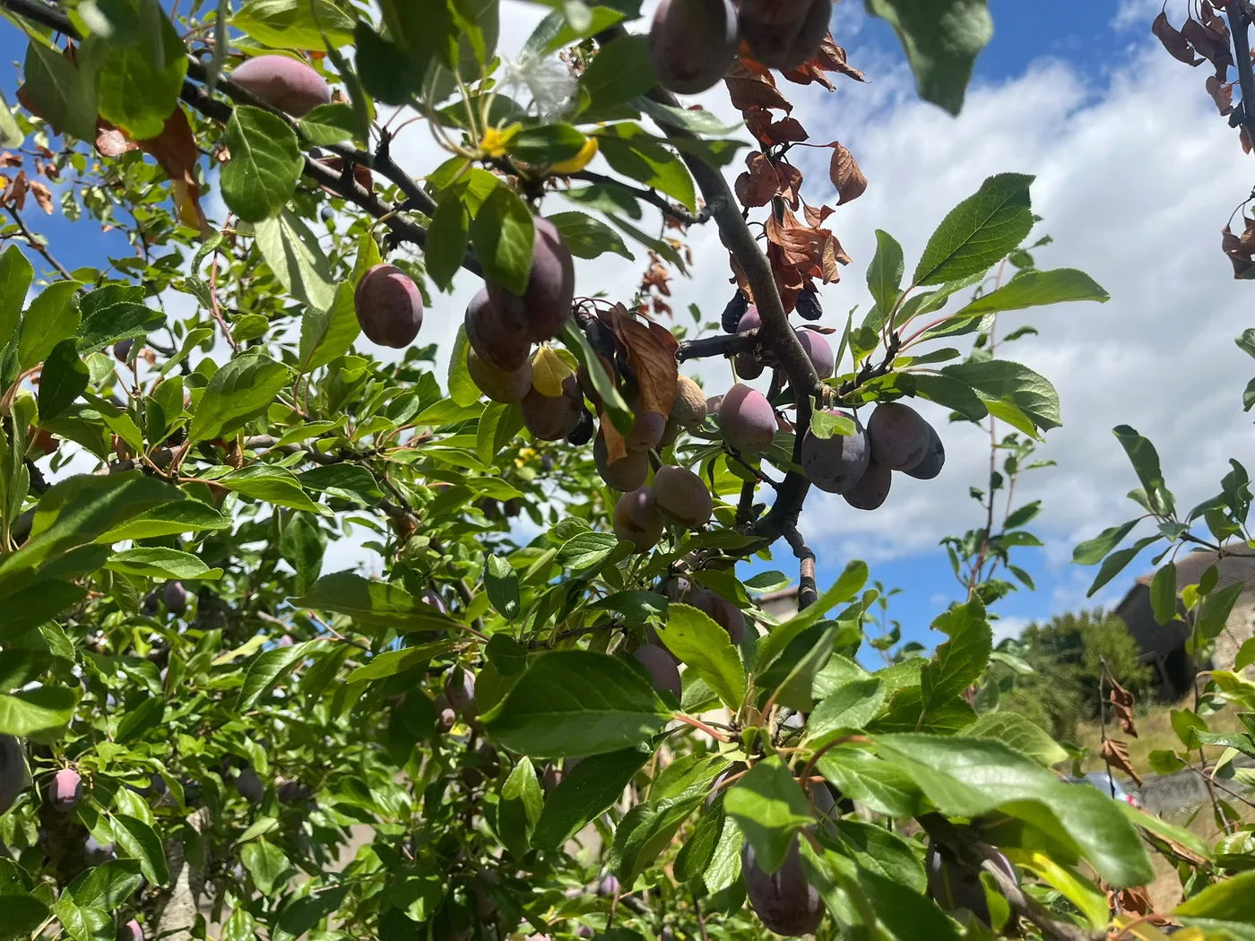 Branche chargée de fruits frais avant leur récolte pour produire des Pruneaux d’Agen.
