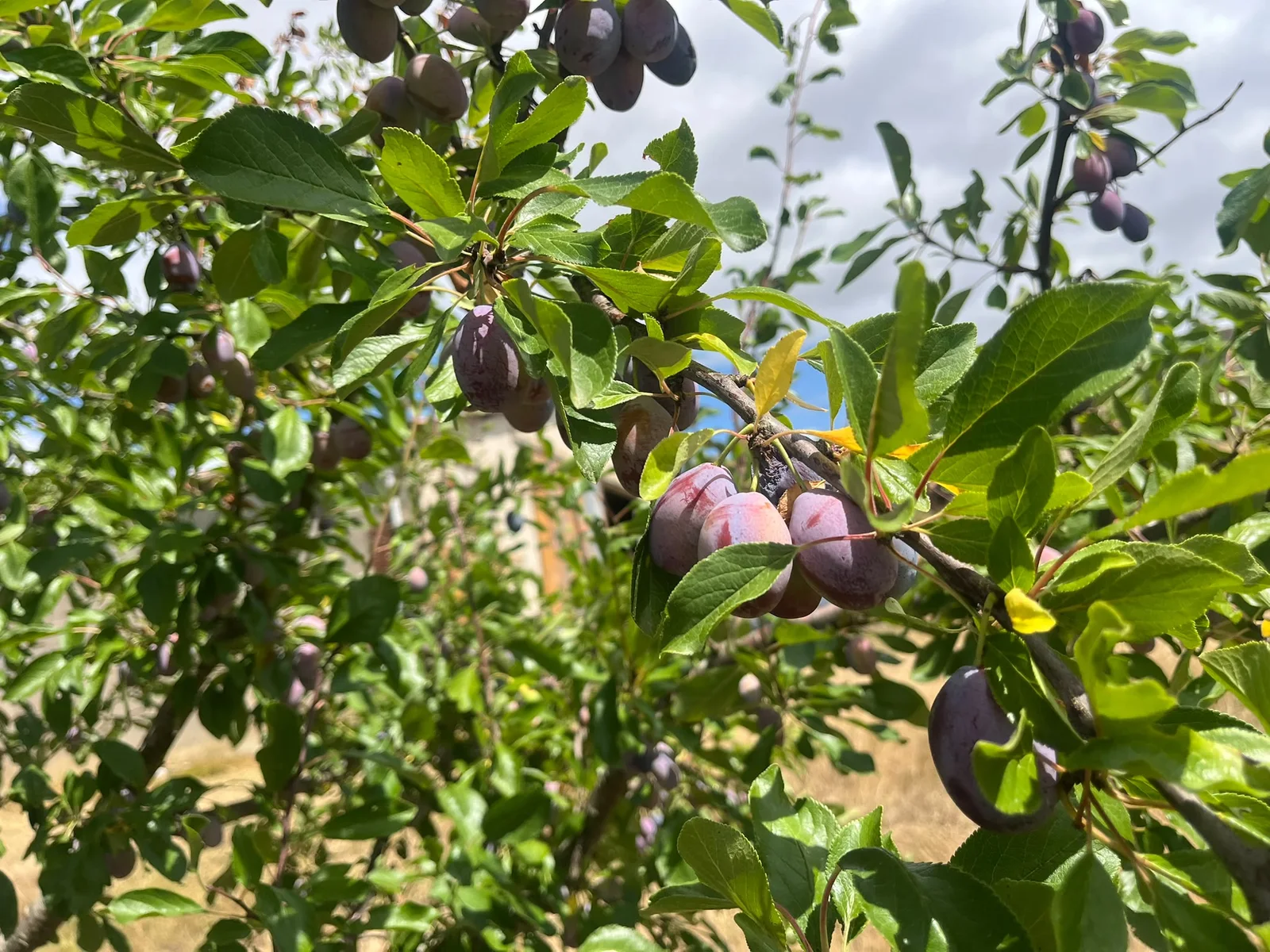 Fruits frais sur les arbres du verger de Casseneuil, destinés à la production de Pruneaux d’Agen.