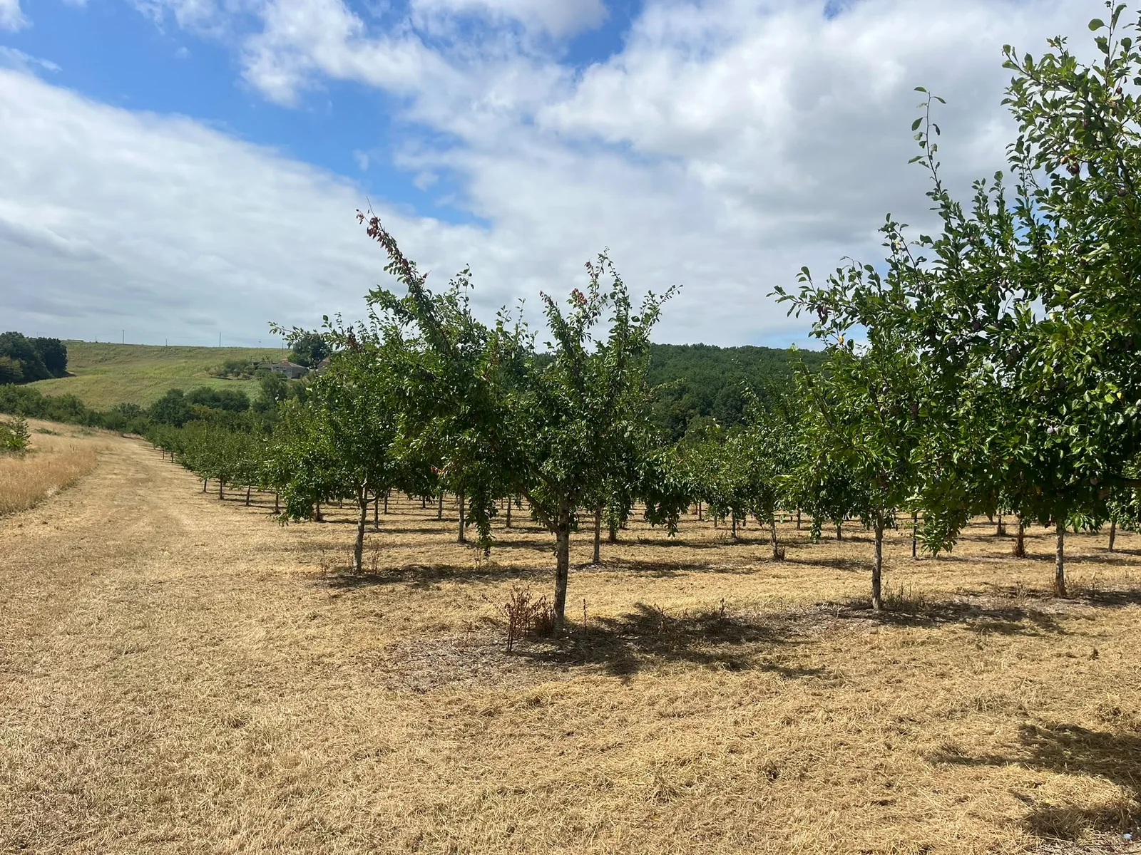 Rangs d’arbres dans le verger de Casseneuil destiné à la production de Pruneaux d’Agen.