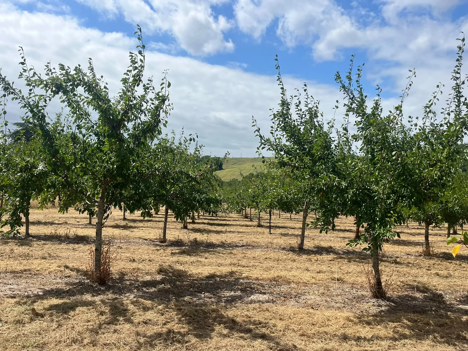 Vista general del huerto destinado a la producción de ciruelas pasas de Agen.
