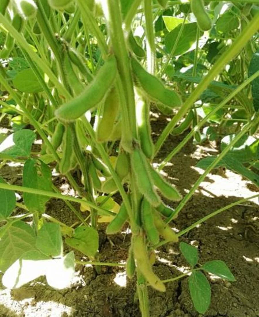 Gousses de soja visibles sur les plants.