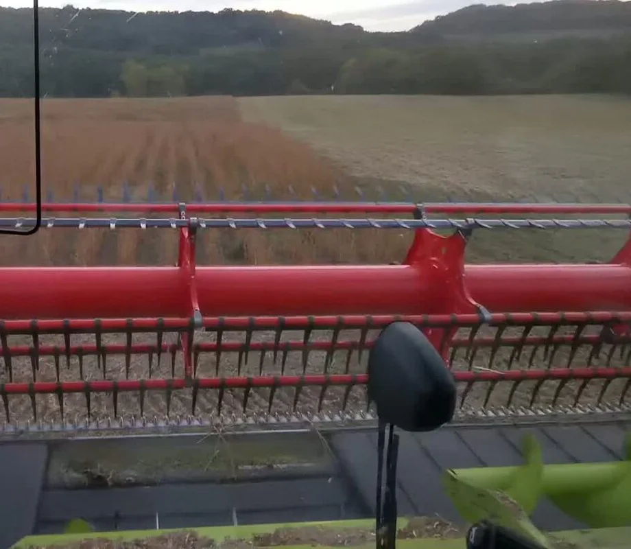 Récolte du soja vue depuis la moissonneuse.