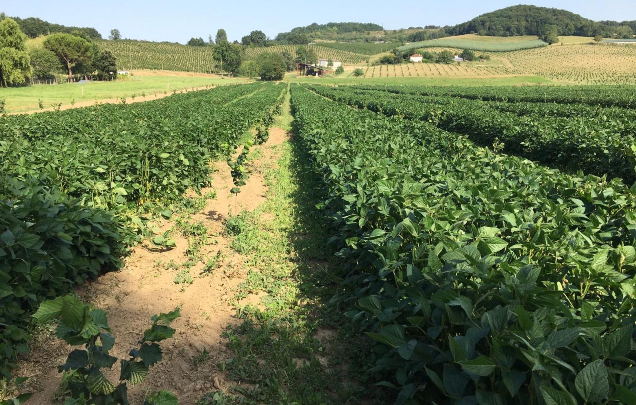 Rangées de plants de soja dans un champ de J&M Natural Food.
