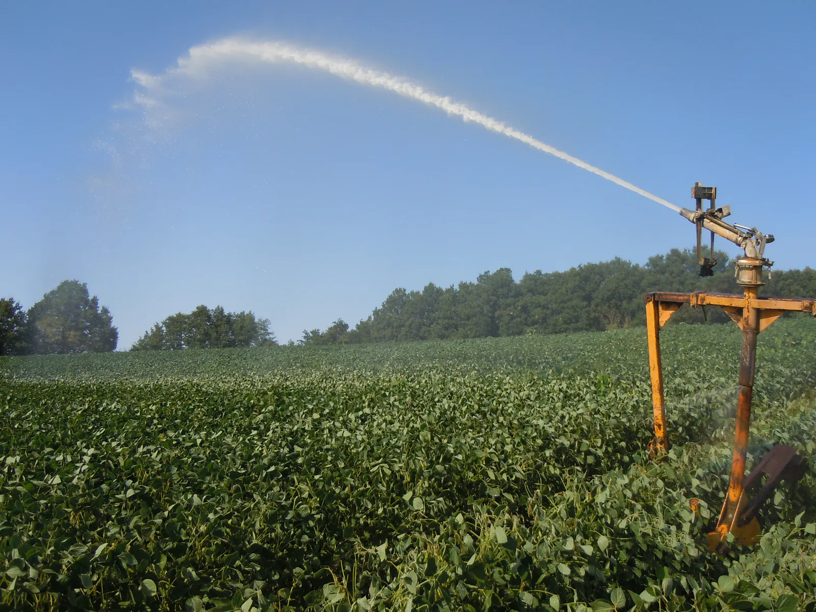 Canon d’irrigation sur pied projetant un long jet d’eau au-dessus d’une parcelle de soja, sous un ciel bleu.
