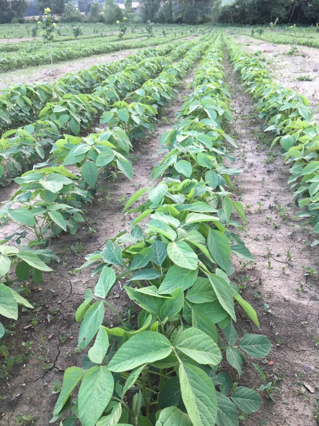 Rangs de jeunes plants de soja sur sol sec, vus au ras des feuilles, rangées d’arbres au fond.