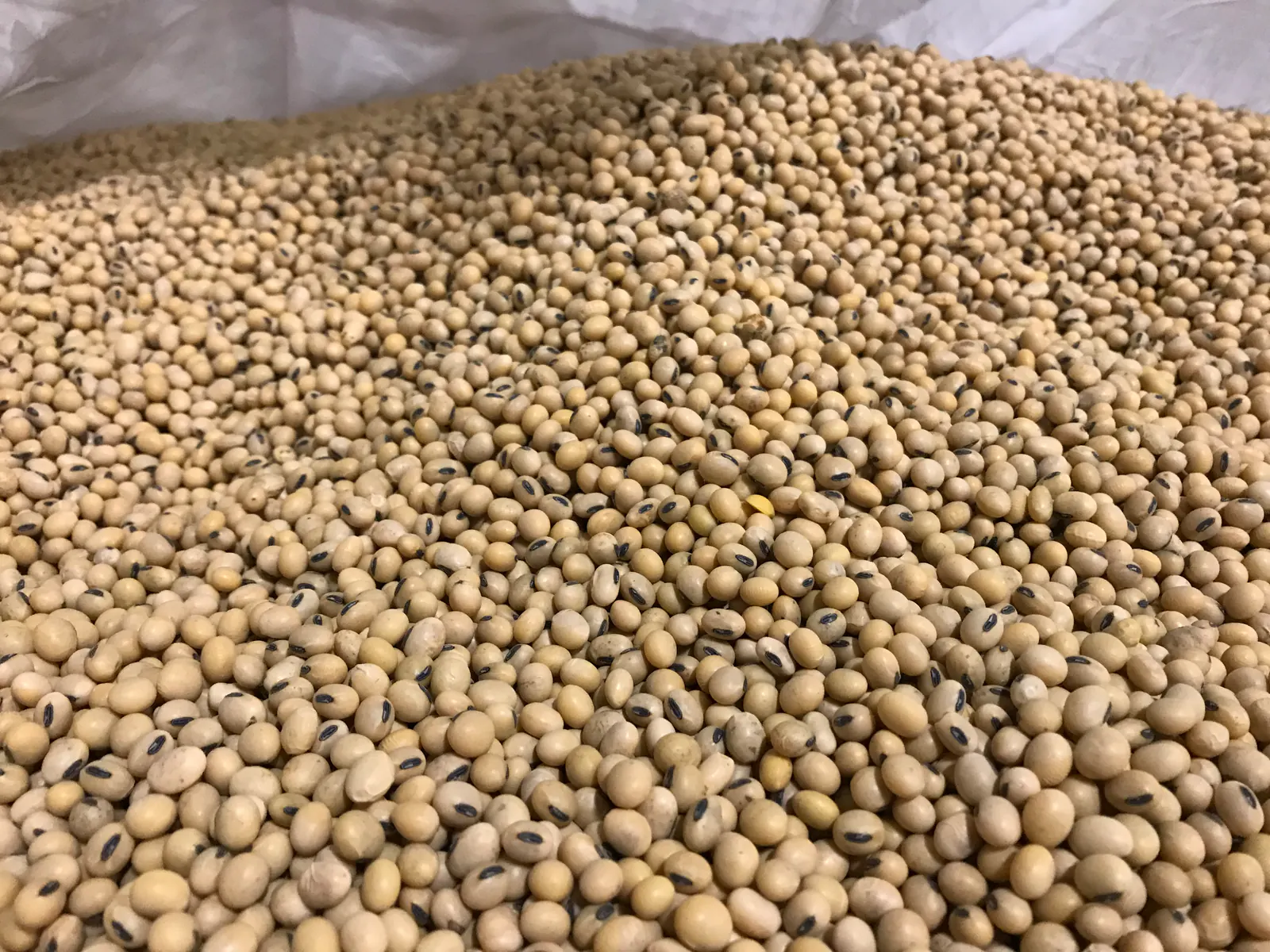Graines de soja claires à hile noir, en tas dans un big bag blanc, vues de près.
